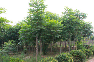 百草園苗木銷售中心 供應(yīng)優(yōu)質(zhì)6m欒樹 防護(hù)樹 優(yōu)質(zhì)欒樹 行道樹 欒樹苗 綠化苗木 欒樹供應(yīng) 欒樹價(jià)格圖片_高清圖_細(xì)節(jié)圖-沭陽(yáng)縣百草園苗木銷售中心