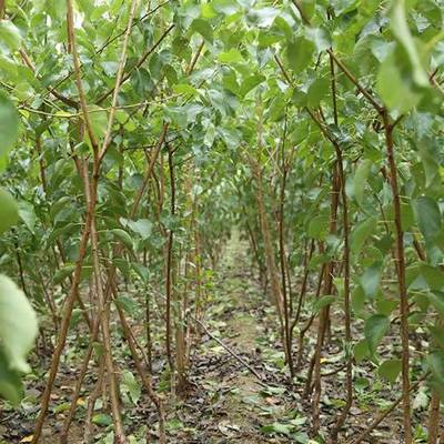 【最新杏樹價(jià)格 杏樹的價(jià)格 源昊苗木 最近杏樹價(jià)格是多少圖片】最新杏樹價(jià)格 杏樹的價(jià)格 源昊苗木 最近杏樹價(jià)格是多少圖片大全 - 邳州市源昊綠化苗木種植家庭農(nóng)場(chǎng)