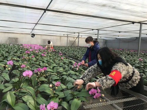 伸援手 獻(xiàn)愛心 西青區(qū)王蘭莊村婦聯(lián)線上助力西青夢森蘭花卉種植基地認(rèn)購公益活動