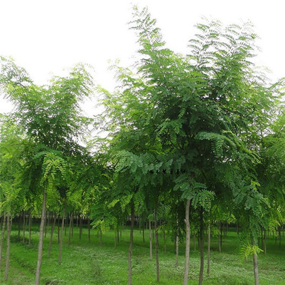 基地直銷優(yōu)質(zhì)國(guó)槐 綠化景觀苗木 國(guó)槐小苗批發(fā) 優(yōu)質(zhì)綠化苗 可實(shí)地看苗 禾禾苗木圖片_高清圖_細(xì)節(jié)圖-泰安市岱岳區(qū)禾禾苗木專業(yè)合作社