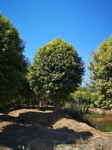 真實苗木數(shù)據(jù),有需求歡迎選購