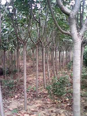 山東青島王義漢苗木基地_青島苗木種植基地_山東苗木企業(yè)-苗木地