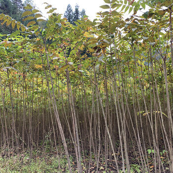 臺(tái)灣漆樹苗木,山漆