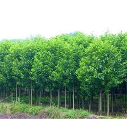 騰源苗木(圖),五角楓樹苗直銷,吉林五角楓樹苗