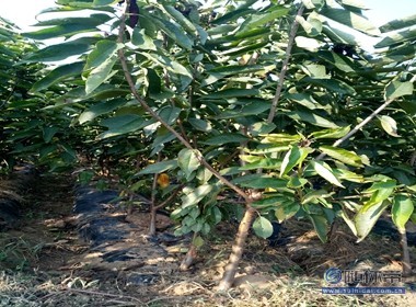【冬天可以栽植櫻桃苗嘛光澤度好紅手球櫻桃苗廠家價格】泰安高新區(qū)旺運(yùn)苗木中心