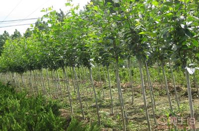 【泰安低價供應(yīng)垂絲海棠海棠價格綠化苗基地有苗廠家直銷】泰安市泰山區(qū)青聯(lián)苗木種植農(nóng)民專業(yè)合作社