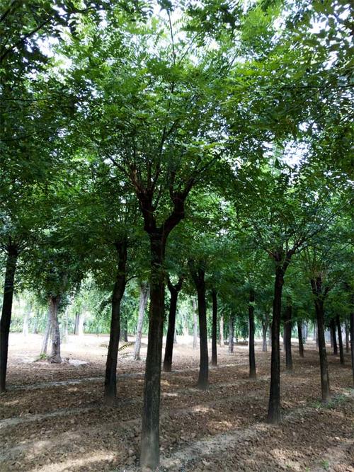 國槐報價|泰安瀅涵苗木|沈陽國槐_國槐報價移動版