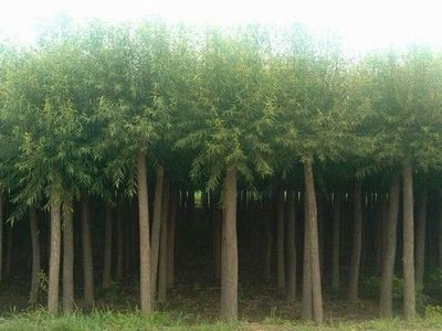 黃皮柳圖片|黃皮柳產品圖片由保定市安國騰達苗木花卉基地公司生產提供