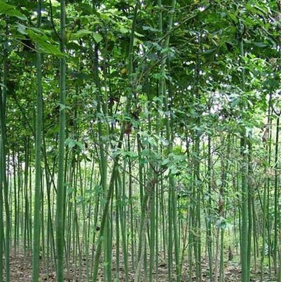 綠化苗28 -福建興輝苗木 產品展示(福建紅繡球、福建興輝苗木 、紅葉石蘭)-金泉網