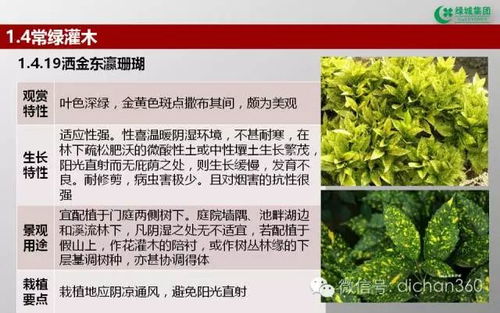 綠城集團(tuán)園林軟景苗木圖譜 全套