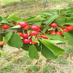 吉塞拉6號(hào)矮化新品種櫻桃苗現(xiàn)挖苗多少錢(qián)