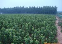 櫻桃樹苗紅燈、美早、早黃金[供應(yīng)]_綠化苗木_世界工廠網(wǎng)中國產(chǎn)品信息庫