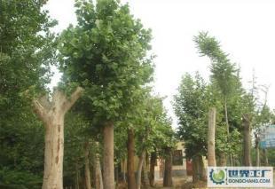 低價0法桐、欒樹、合歡、國槐、柳樹等常規(guī)苗木_農(nóng)副產(chǎn)品_世界工廠網(wǎng)中國產(chǎn)品信息庫