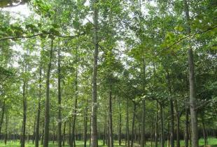 供應(yīng)銀杏 銀杏樹 銀杏苗木 銀杏實生樹 銀杏嫁接樹_農(nóng)副產(chǎn)品_世界工廠網(wǎng)中國產(chǎn)品信息庫