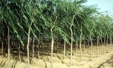 【法桐、櫻花、桂花、龍柏、垂柳--綠化苗木!】價格_廠家_圖片 -