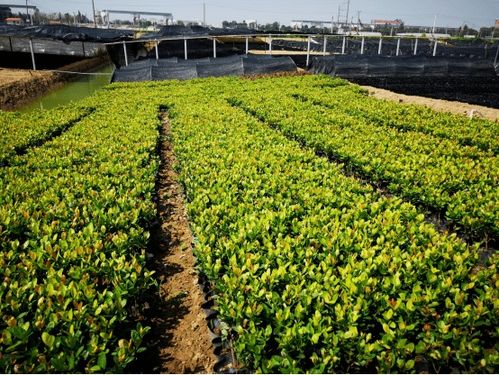 這個3萬畝的花木之鄉(xiāng),畝均年產(chǎn)值竟達10萬元