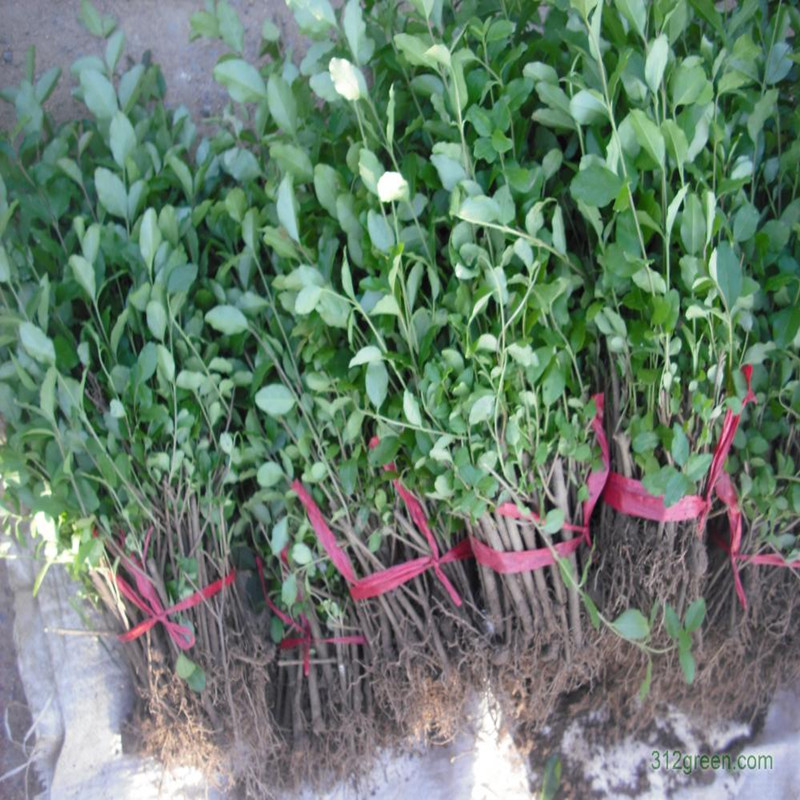 一年生小葉女貞苗50厘米高軒軒苗木場2015年秋季銷售圖片|一年生小葉女貞苗50厘米高軒軒苗木場2015年秋季銷售產(chǎn)品圖片由軒軒苗木場公司生產(chǎn)提供-