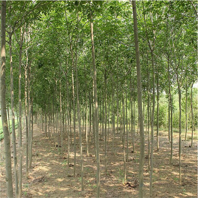自產(chǎn)綠化苗木 白蠟基地 現(xiàn)場起苗 庭院室外種植樹 白蠟苗 速生白蠟樹苗圖片_高清圖_細(xì)節(jié)圖-肥城市富順家庭農(nóng)場