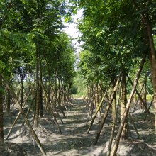 2021綠化苗木價(jià)格 報(bào)價(jià) 綠化苗木批發(fā) 第30頁 園林網(wǎng)