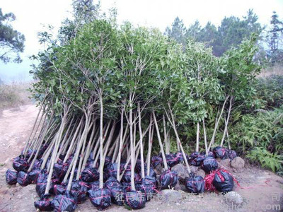 流蘇蘿卜絲花 牛筋子 烏金子 茶葉樹(shù) 四月雪觀賞行道其他綠化苗木土球價(jià)廠家直銷(xiāo)