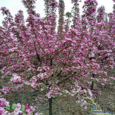 【促銷(xiāo) 海棠苗一律保質(zhì)量西府海棠廠家價(jià)格】泰安高新區(qū)旺運(yùn)苗木中心 - 產(chǎn)品庫(kù)