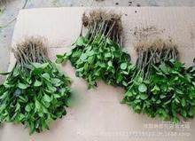 綠化吸污車(chē)批發(fā)_綠化吸污車(chē)批發(fā)圖片_綠化吸污車(chē)批發(fā)細(xì)節(jié)圖_慧聰網(wǎng)產(chǎn)品庫(kù)