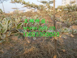 培育什么綠化苗木好銷(xiāo)路