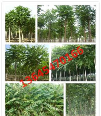 綠化苗木 千頭椿苗木 千頭椿樹(shù)苗 規(guī)格全