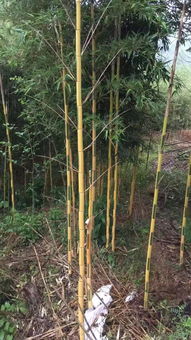 恭喜安吉其龍苗木種植場(chǎng)入駐苗木通平臺(tái) 專(zhuān)注精品綠化苗木