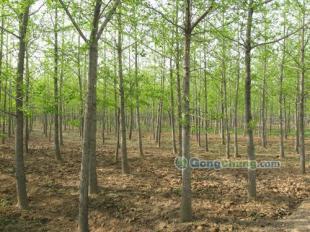 供應(yīng)櫻花,黑松等綠化苗木優(yōu)質(zhì)供應(yīng)-山東銀杏樹價格|敬高銀杏園林_傳媒、廣電_世界工廠網(wǎng)中國產(chǎn)品信息庫