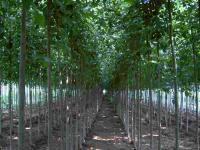 12公分法桐價格、法國梧桐、法桐樹價格[供應(yīng)]_綠化苗木_世界工廠網(wǎng)中國產(chǎn)品信息庫