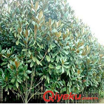 供應(yīng)花卉綠化工程苗 廣玉蘭小苗批發(fā) 2-3-5-8-10公分-沭陽縣萬花軒苗圃提供供應(yīng)花卉綠化工程苗 廣玉蘭小苗批發(fā) 2-3-5-8-10公分的相關(guān)介紹、產(chǎn)品、服務(wù)、圖片、價格沭陽縣萬花軒苗圃、綠化苗木;果樹;盆景;種子;承接綠化工程