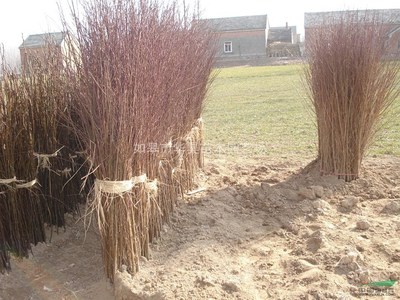 如皋市華昊苗木園藝場