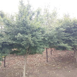 安徽肥西雞爪槭,規(guī)格齊全,精品銷(xiāo)售