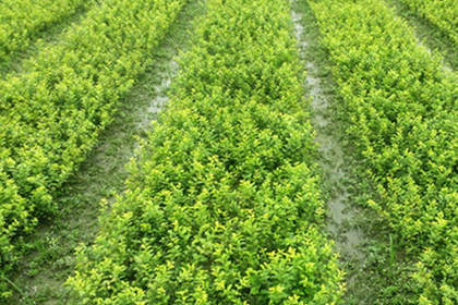 32 苗木咨詢(xún)熱線,服務(wù)態(tài)度好,專(zhuān)業(yè)水平高 