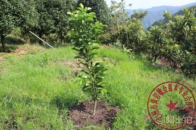 【2年嫁接玉環(huán)文旦柚子樹(shù)苗廠家直銷(xiāo)專(zhuān)業(yè)培育保質(zhì)量敏會(huì)苗木】臺(tái)州市黃巖敏會(huì)苗木專(zhuān)業(yè)合作社 - 產(chǎn)品庫(kù)