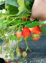 長春市 九九草莓苗 新聞 廠家資訊電話