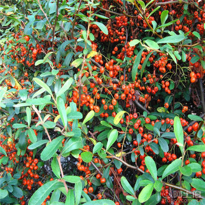 【正宗火棘種子批發(fā)銷售新采火棘柏種子廠家直銷包發(fā)芽】沭陽學浩苗木場 - 產(chǎn)品庫