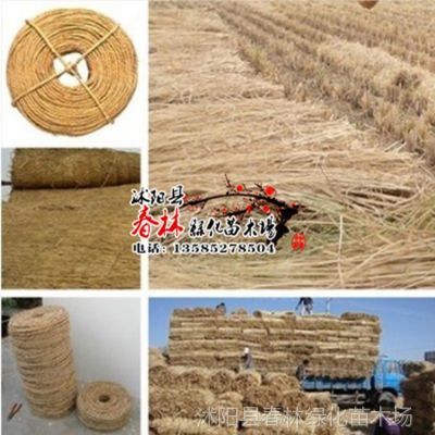 供應(yīng)批發(fā)園藝稻草繩子 捆綁繩 打草繩 苗木及工廠產(chǎn)品包扎與防護