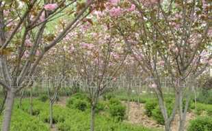 供應櫻花、喬木灌木、紫薇、廣玉蘭 沭陽苗木_農副產品_世界工廠網中國產品信息庫