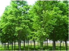 產(chǎn)品展示 南縣鴻亨苗木種植專業(yè)合作社