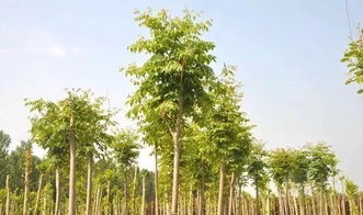 個(gè)體小型苗木種植戶和苗圃,應(yīng)該怎么做才能提升利潤空間呢