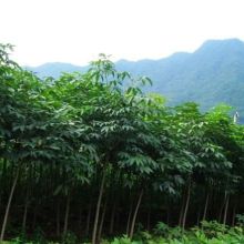  沭陽縣狀元綠化苗木場(chǎng) 主營 馬褂木 七葉樹 楓香