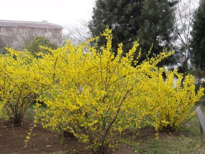 保定天潤苗木(個(gè)體經(jīng)營)