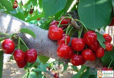 供應(yīng)大櫻桃樹苗產(chǎn)品 批發(fā)營口大櫻桃苗木 大量銷售熊岳櫻桃樹產(chǎn)品|遼寧生產(chǎn)美早紅燈櫻桃苗(圖)_供應(yīng)大櫻桃樹苗產(chǎn)品 批發(fā)營口大櫻桃苗木 大量銷售熊岳櫻桃樹產(chǎn)品|遼寧生產(chǎn)美早紅燈櫻桃苗(圖)價(jià)格_供應(yīng)大櫻桃樹苗產(chǎn)品 批發(fā)營口大櫻桃苗木 大量銷售熊岳櫻桃樹產(chǎn)品|遼寧生產(chǎn)美早紅燈櫻桃苗(圖)廠家-勤加緣網(wǎng)【遼寧熊岳樹苗繁育基地15841757950】