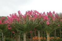 【綠化設(shè)計(jì)圖中的喬木與灌木之分】價(jià)格、產(chǎn)品供應(yīng),綠化設(shè)計(jì)圖中的喬木與灌木之分廠家批發(fā)-1024商務(wù)網(wǎng)