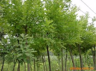 苗木基地直供工程綠化苗垂槐 國槐,金絲柳等花卉苗木