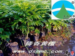 降香黃檀 花梨木 海南黃花梨 紅木家具 供應產(chǎn)品 漳浦縣大山苗木場