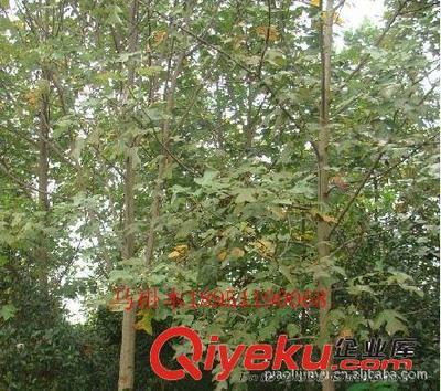 廠家專業(yè)供應馬褂木等綠化苗木(圖)-沭陽縣威宇花木銷售中心提供廠家專業(yè)供應馬褂木等綠化苗木(圖)的相關介紹、產(chǎn)品、服務、圖片、價格沭陽縣威宇花木銷售中心、金葉女貞;紅葉小檗;小龍柏;地柏;灑金柏;南天竹;迎春;連翹;月季花;紅王子錦帶;水臘;劍麻;金娃娃萱草;玉簪;鳶尾;棣棠;繡線菊;紅瑞木;紫荊;紫薇等綠化苗木