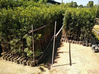 【羅漢松培養(yǎng)基地、羅漢松小苗直銷、質(zhì)優(yōu)價廉】綠化苗木,價格,廠家,供應商,花木,龍海市東泗興輝園藝場 - 產(chǎn)品庫